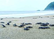 3 Pantai di Banyuwangi ini Menjadi Surga Bagi Penyu Salah Satunya di Alas Purwo