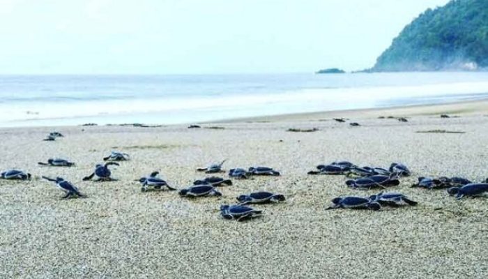 3 Pantai di Banyuwangi ini Menjadi Surga Bagi Penyu Salah Satunya di Alas Purwo