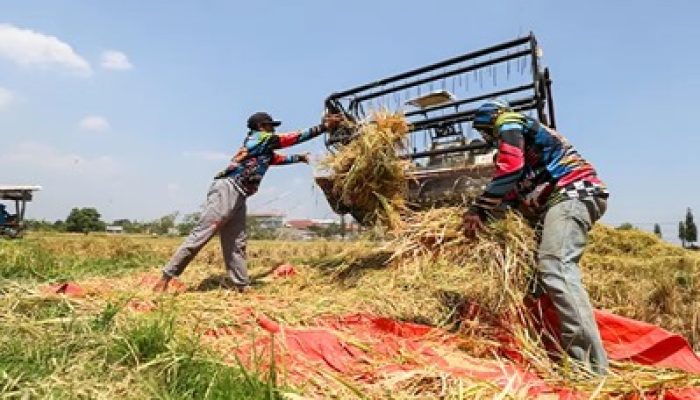 Cuaca Ekstrem, Petani di Kabupaten Kediri Rawan Gagal Panen Padi