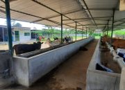 Diduga Penyalahgunaan Keperuntukan Dan Pertanggungjawaban Hibah 1000 Sapi Kecamatan Ngadiluwih, Lepas Kontrol Pengawasan Dinas Terkait Dan Direktorat Jendral Peternakan dan Kesehatan Hewan Kementrian Pertanian RI ?