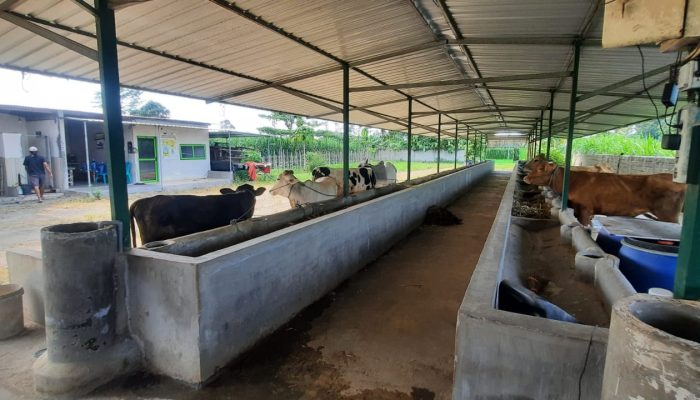 Diduga Penyalahgunaan Keperuntukan Dan Pertanggungjawaban Hibah 1000 Sapi Kecamatan Ngadiluwih, Lepas Kontrol Pengawasan Dinas Terkait Dan Direktorat Jendral Peternakan dan Kesehatan Hewan Kementrian Pertanian RI ?