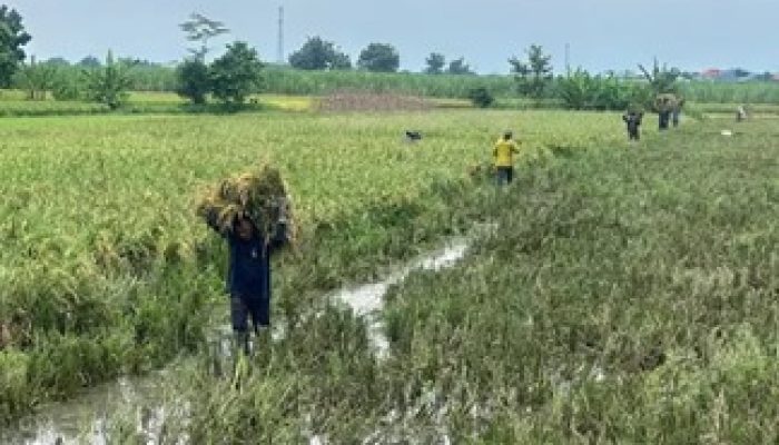 Masuki Panen Raya Padi, Petani di Jombang Berharap Harga Gabah Stabil