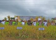 Meningkatkan Produksi dan Ketersediaan Pangan, Pemkab Probolinggo Gelar Panen Raya Padi