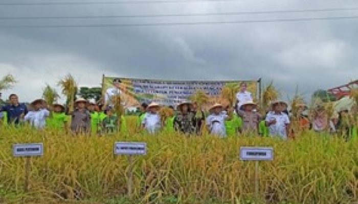 Meningkatkan Produksi dan Ketersediaan Pangan, Pemkab Probolinggo Gelar Panen Raya Padi