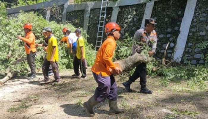 Pengendara di Himbau Hati-Hati, Ada Pemangkasan Pohon di Jalur Trenggalek-Ponorogo