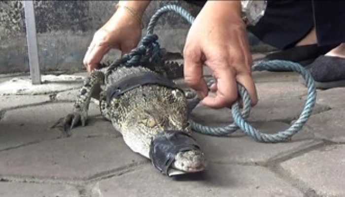 Seekor Buaya Berkeliaran di Sawah Ditangkap Petani Tulungagung