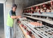 Telur dan Daging di Blitar Kompak Naik Rp 4 Ribu, Diperkirakan Terus Naik, Disnakkan Banyak Pembuat Kue yang Beli
