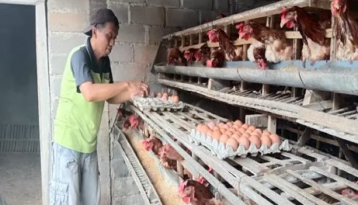 Telur dan Daging di Blitar Kompak Naik Rp 4 Ribu, Diperkirakan Terus Naik, Disnakkan Banyak Pembuat Kue yang Beli