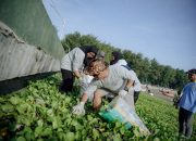 Peringati HPSN Tahun 2024, Pemerintah Gandeng Kelompok Peduli Sampah, Bersihkan Kawasan Pantai Boom