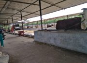 Kepala DKPP Kabupaten Kediri Kami Sudah Minta Evaluasi Hibah Sapi Ke Dinas BBIB Singosari Malang Terkait Laporan Pertanggungjawaban Kelompok Tani Yang Tidak Disiplin Sejak Tahun 2021, Sapinya Banyak Yang Tidak Terlapor Tertib
