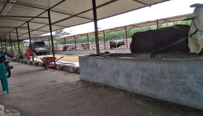 Kepala DKPP Kabupaten Kediri Kami Sudah Minta Evaluasi Hibah Sapi Ke Dinas BBIB Singosari Malang Terkait Laporan Pertanggungjawaban Kelompok Tani Yang Tidak Disiplin Sejak Tahun 2021, Sapinya Banyak Yang Tidak Terlapor Tertib