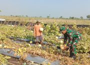 Kegiatan Pendampingan Babinsa Duduksampeyan Panen Melon Bersama Petani Binaan