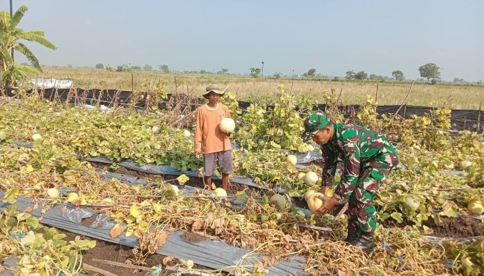 Kegiatan Pendampingan Babinsa Duduksampeyan Panen Melon Bersama Petani Binaan