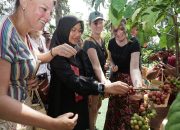 Angkat Kopi Rakyat, Banyuwangi Gelar Festival Kopi Kalibaru