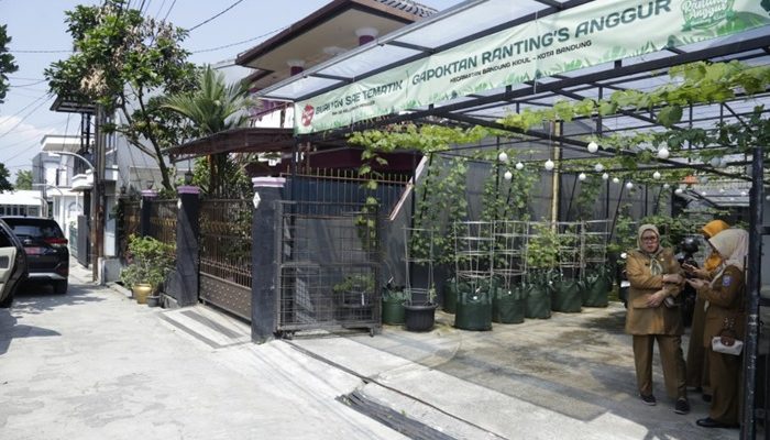 Atasi Stunting, Kemiskinan Dan Pengangguran, Warga Bandung Kidul Manfaatkan Pekarangan Rumah Jadi Kebun Anggur