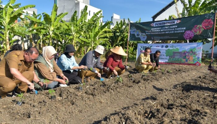 Pemkot Surabaya Gelar Penanaman Cabai Dan Bawang Merah Serentak, Libatkan 60 Poktan Urban Farming