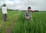 TNI Lumajang Berbaur dengan Petani Dalam Upaya Tingkatkan Produktivitas Pertanian