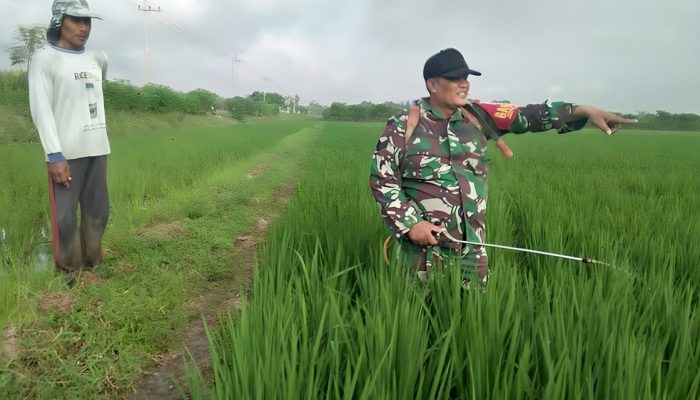 TNI Lumajang Berbaur dengan Petani Dalam Upaya Tingkatkan Produktivitas Pertanian