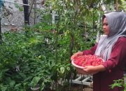 Libatkan Poktan, Sudin KPKP Kepulauan Seribu Tingkatkan Budi Daya Cabai Katokkon