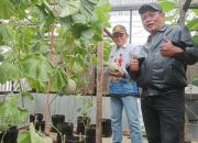BPP Tlogowaru Kembangkan Budi Daya Melon Dalam Galon