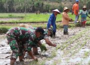 Perluasan Areal Tanam, Dandim Sumenep Bersama Forkopimda Lakukan Gerakan Tanam Padi
