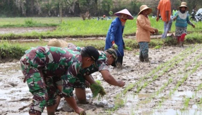 Perluasan Areal Tanam, Dandim Sumenep Bersama Forkopimda Lakukan Gerakan Tanam Padi