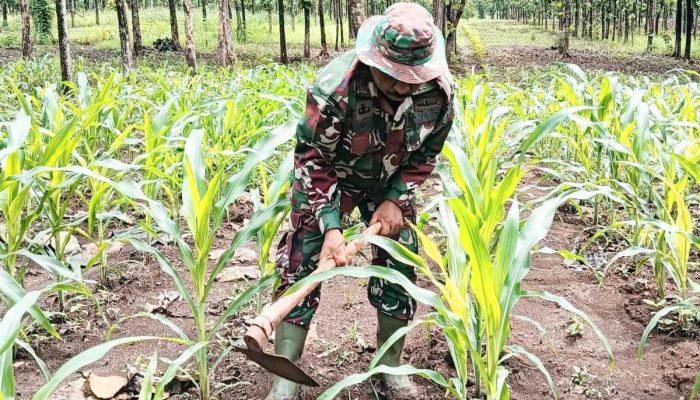 Dukung Program Presiden Prabowo, Kapten INF Wardoyo Olah Lahan Tidur Milik Perhutani