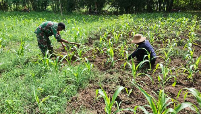 Kendalikan Gulma, Babinsa Bantu Petani Lakukan Penyiangan Lahan Jagung