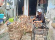 Harga Lovebird Mulai Naik, Kenari Tetap Stabil, Peternak Diimbau Waspada Cuaca
