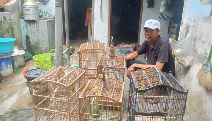 Harga Lovebird Mulai Naik, Kenari Tetap Stabil, Peternak Diimbau Waspada Cuaca