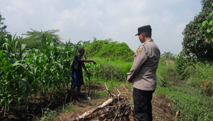 Polsek Sukodono Dorong Ketahanan Pangan Dalam Bidang Pertanian