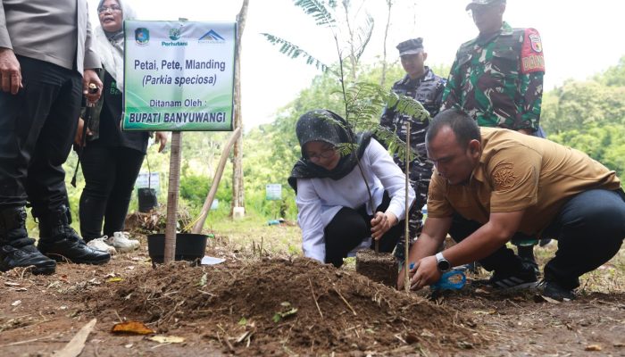 Sejak 2020 Banyuwangi Tanam 1,2 Juta Pohon, Bupati Ipuk Terus Kolaborasi Cegah Lahan Kritis Lewat Penghijauan