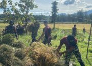 Satgas Yonif 741/GN Pos Turiscain Turun Langsung Bersama Masyarakat Laksanakan Panen Padi