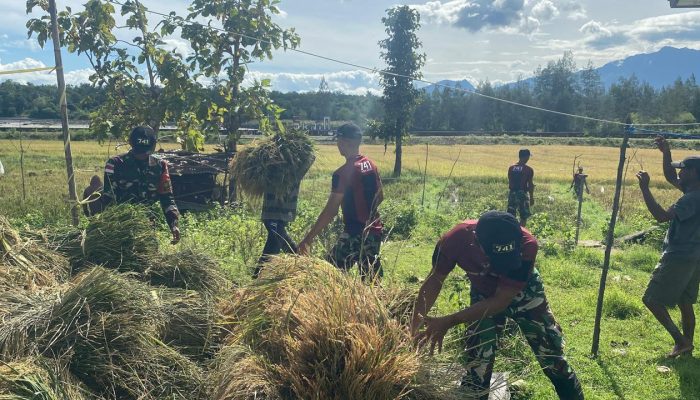 Satgas Yonif 741/GN Pos Turiscain Turun Langsung Bersama Masyarakat Laksanakan Panen Padi