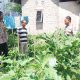 Kasat Binmas Polres Jembrana Sambangi Petani Rumahan, Dukung Ketahanan Pangan Melalui Edukasi Pekarangan Pangan Bergizi
