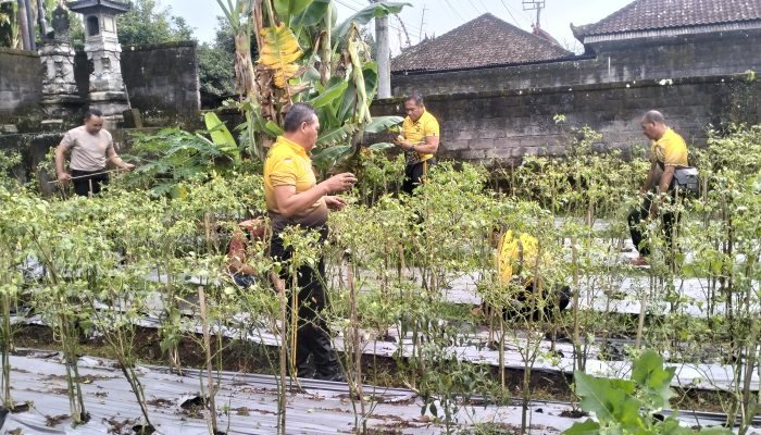 Polsek Selemadeg Lakukan Perawatan Tanaman Pangan Pekarangan Bergizi