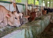 Langkah Preventif Ditingkatkan, Dinperpa Siap Amankan Pelaksanaan Kurban di Kota Pekalongan