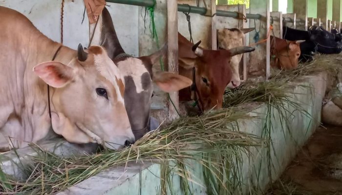 Langkah Preventif Ditingkatkan, Dinperpa Siap Amankan Pelaksanaan Kurban di Kota Pekalongan