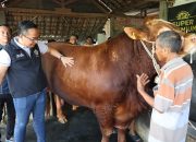 Jelang Idul Adha, Dua Ekor Sapi Milik Peternak Gresik Dibeli Presiden Prabowo