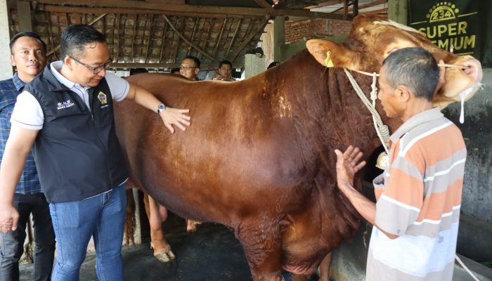 Jelang Idul Adha, Dua Ekor Sapi Milik Peternak Gresik Dibeli Presiden Prabowo