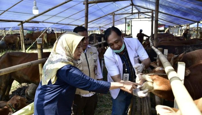 DKPP Surabaya Periksa Ulang Kesehatan Hewan Kurban