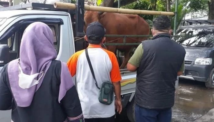 Dinas Peternakan Bangkalan Pastikan Hewan Kurban Sehat dan Bugar Sebelum Dilalulintaskan