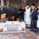 Bupati Lamongan Serahkan Sapi Kurban Bantuan Presiden RI ke Masjid Al Muttaqin