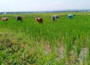 Babinsa Bantu Petani Bersihkan Gulma, Optimalkan Pertumbuhan Padi