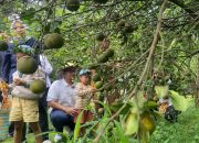 Potensi PAD, Bupati Batang Ingin Agroeduwisata Clapar Petik Jeruk Dapat Dijadikan BUMD