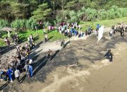 PLN NP Lepas 150 Tukik dan 1 Penyu Sisik di Pantai Pancer Door Pacitan