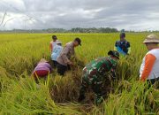 Babinsa Pergung Bersama Bhabinkamtibmas Dampingi Kegiatan Ubinan Padi Oleh BPS di Subak Pergung