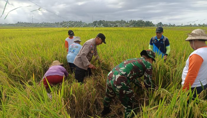 Babinsa Pergung Bersama Bhabinkamtibmas Dampingi Kegiatan Ubinan Padi Oleh BPS di Subak Pergung