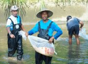 Agung Koi Farm Panen Ikan Koi Berkualitas, Tembus Pasar Internasional