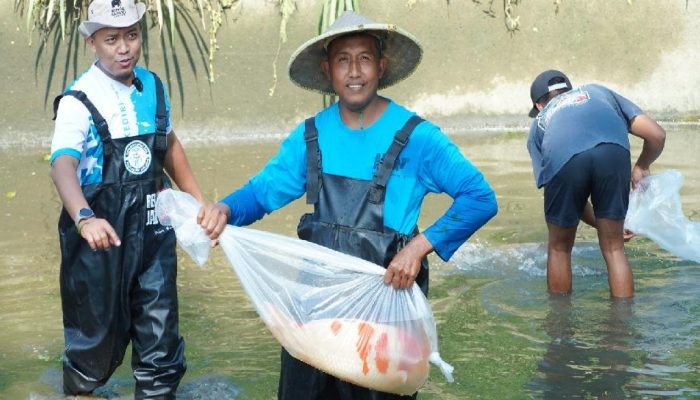 Agung Koi Farm Panen Ikan Koi Berkualitas, Tembus Pasar Internasional